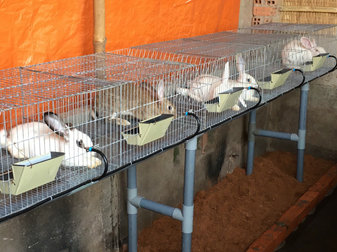 Nuôi thỏ la liệt trong nhà làm thịt thỏ gác bếp cử nhân CNTT Bình Thuận  bán đắt như tôm tươi